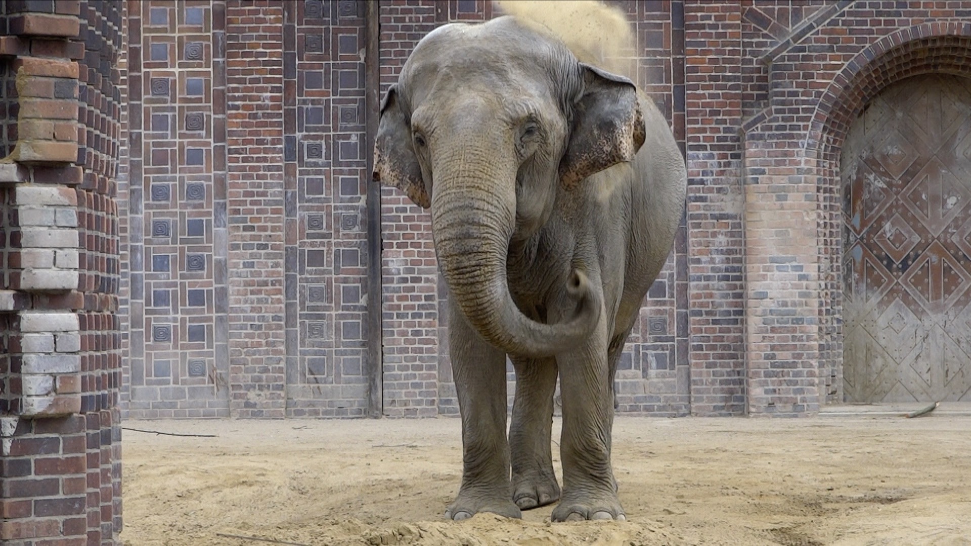Die rege Kommunikation unter Elefanten